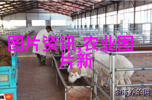 金线莲市场价格探秘一斤的天价与收成之谜