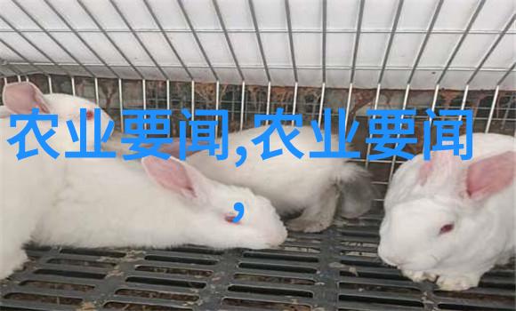 蜂起之舞分蜂的无声诗篇