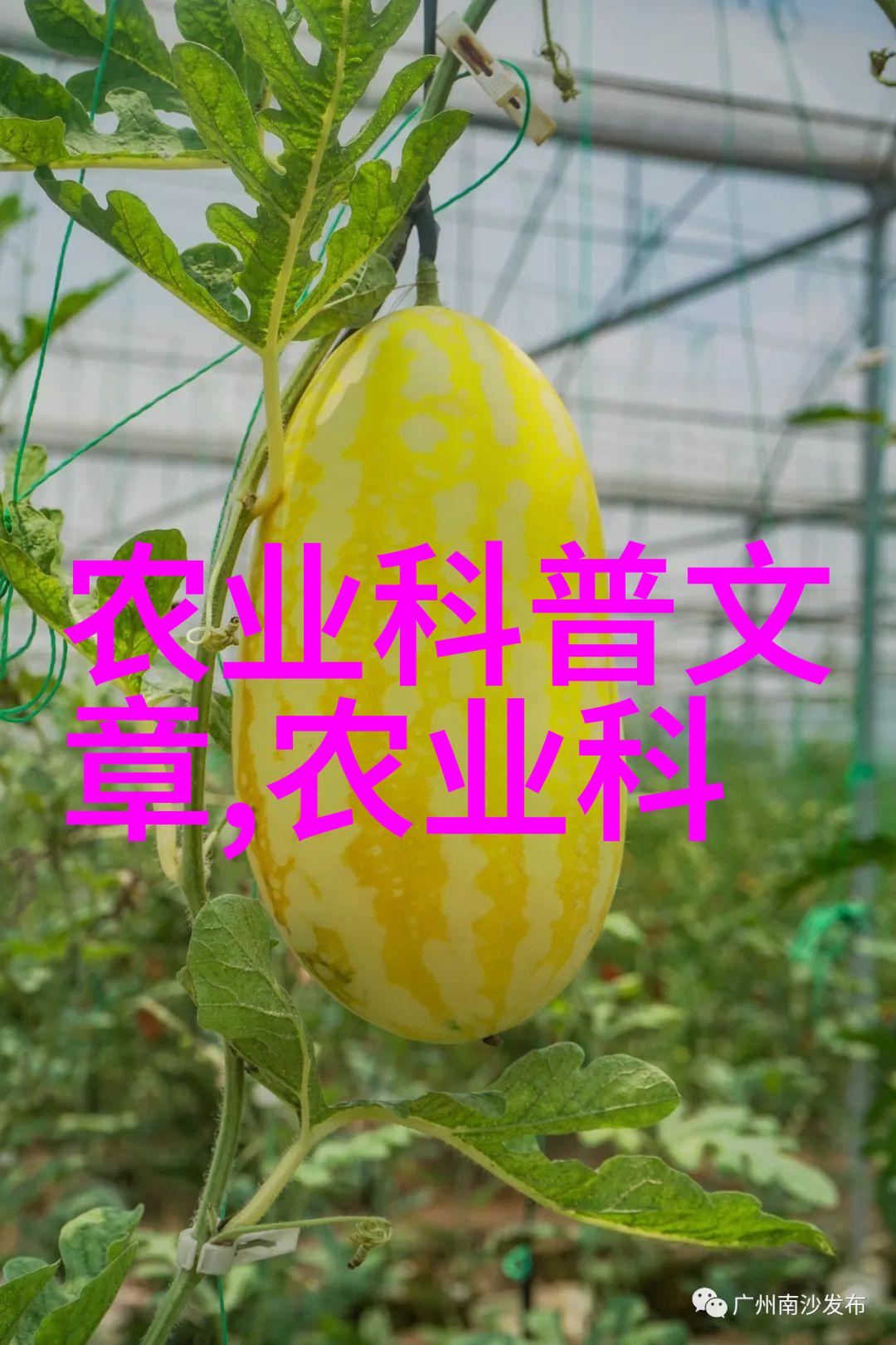 家园绿茵选择适合家庭的室内植物种植项目家庭绿化室内花卉低维护植物
