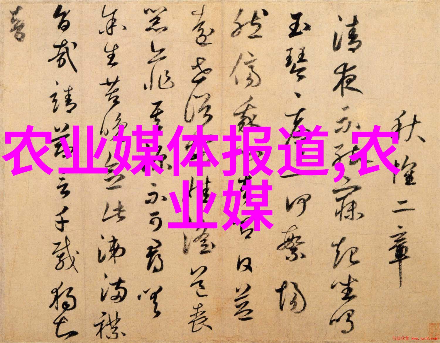 马齿苋我的野草朋友在城市角落的生存秘密