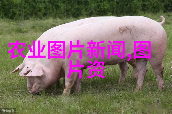 高效透明安全探索未来农业模式中的国家级 牛 羊 交流应用程序