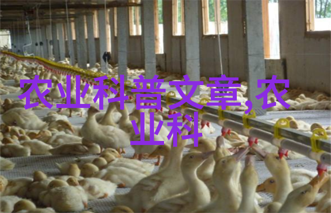 养殖环境优化策略如何创造理想的肉兔栖息地