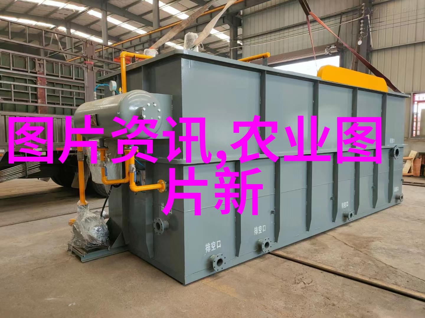 金线莲种子价格-金线莲的珍贵之花探索其种子价格背后的市场与文化