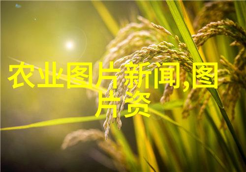 简约风格中散发出的魅力现代居所中应用高效维护型无需定期换株水族植物