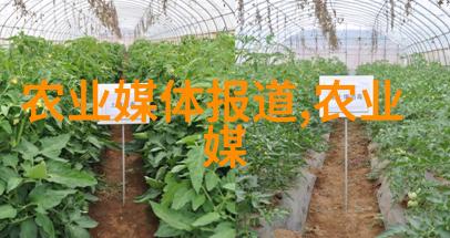 母猪养殖技术高效饲养方法与健康管理策略