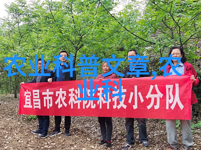 种子播种与移植技巧提高成功率享受满意成果