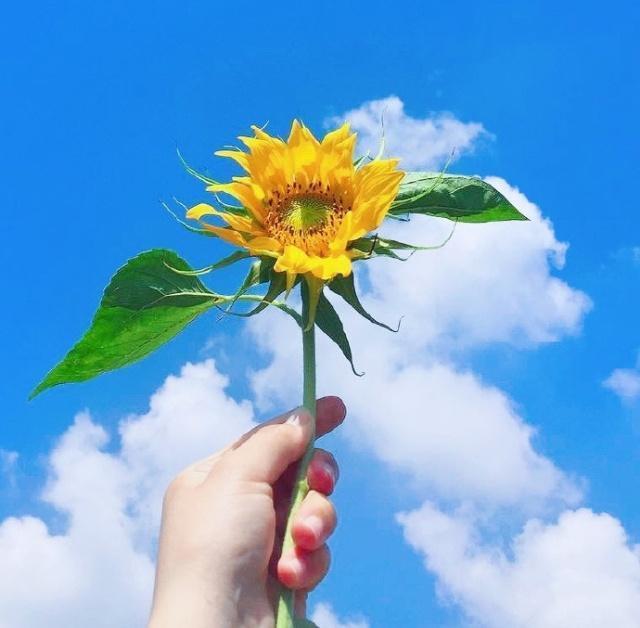 精选盆栽花卉室内外美化指南