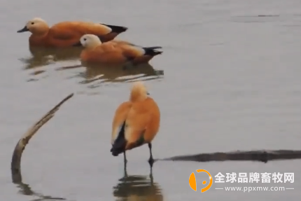 亚洲区的魅力探索爱城的文化风貌