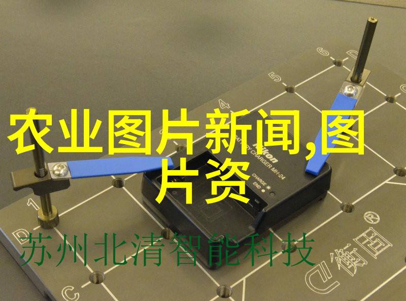 园艺市场热门 12公分彩叶豆梨树苗价格走高绿色生活新宠儿的经济实用性与美观价值