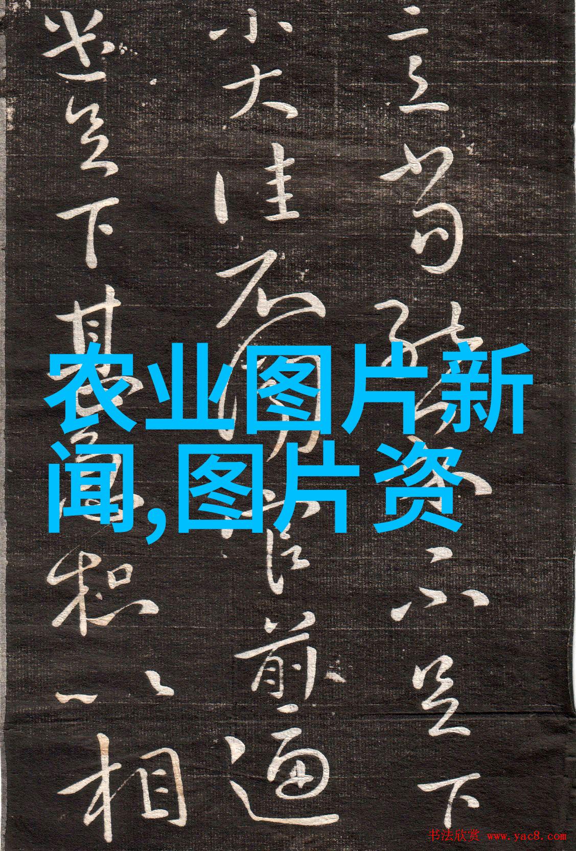 10公分玉兰树能否长成真正的大型植物
