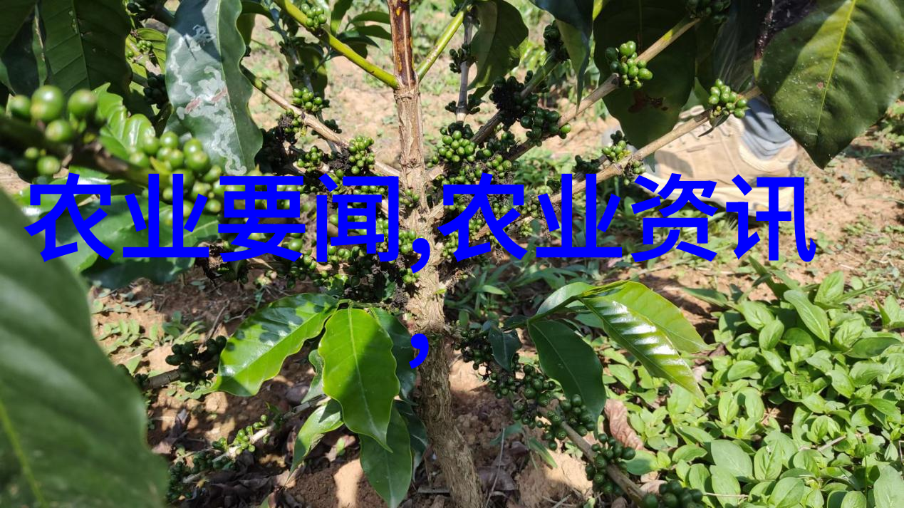 春天的新绿彩叶豆梨树苗的选择与成本分析