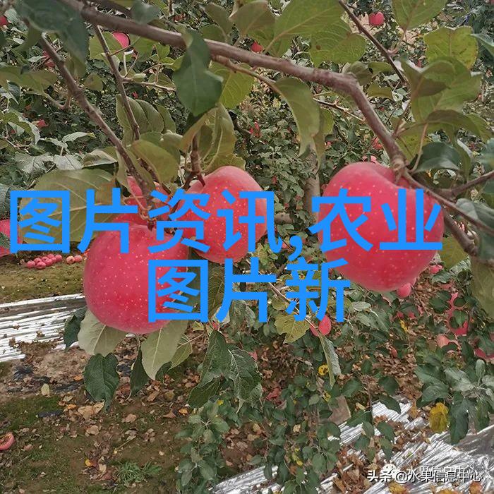 法律的纹章守护正义与秩序的法典