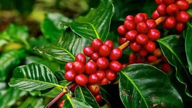 免费供苗种植回收合作新时代的环保行动有哪些好处