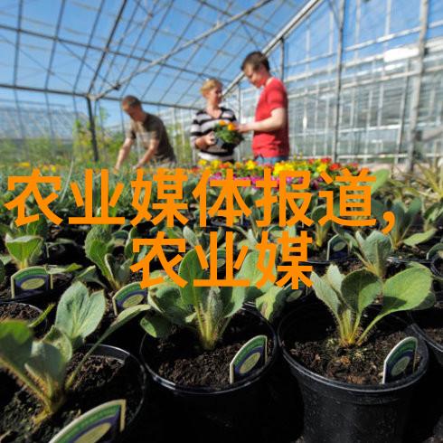 夏日解暑哪些茶叶能帮你度过炎热的时光