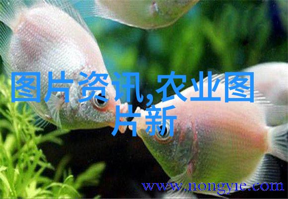 青州花海之谜揭秘苗木种植基地的秘密花园