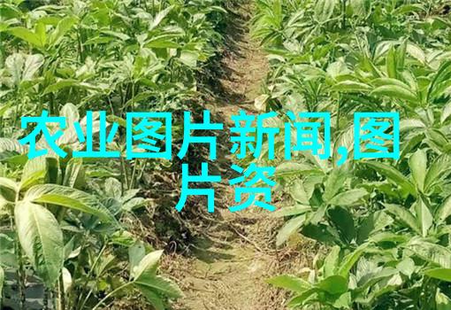 草海未定中药林的未来探索