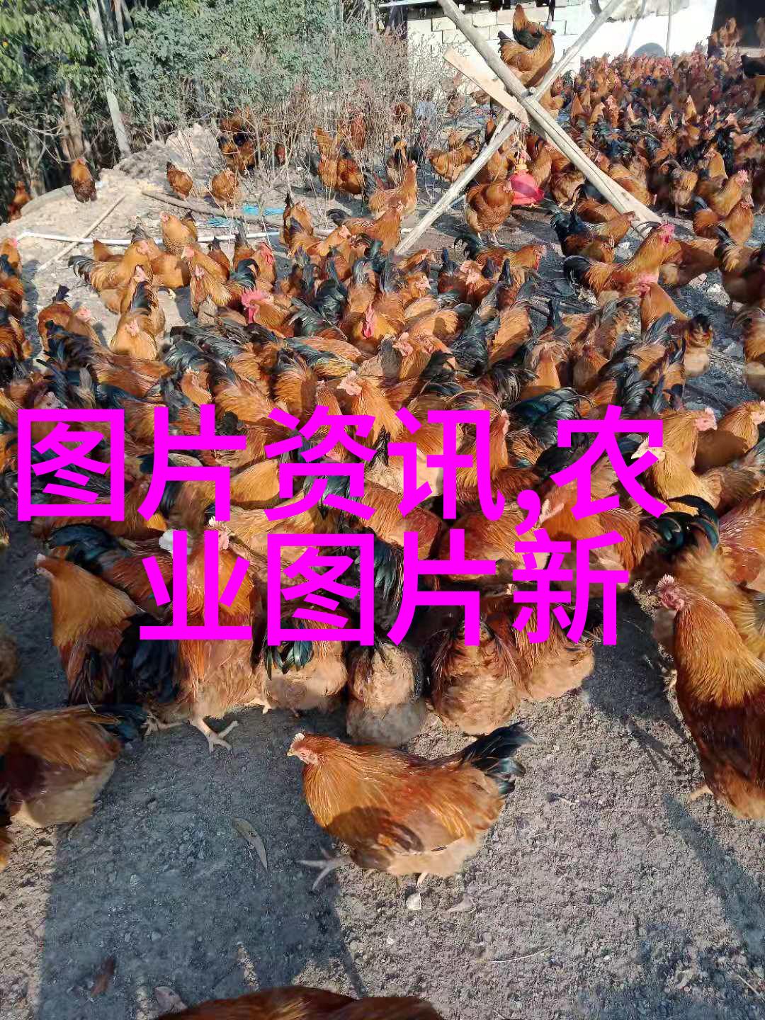 桃子的几种贮藏方法
