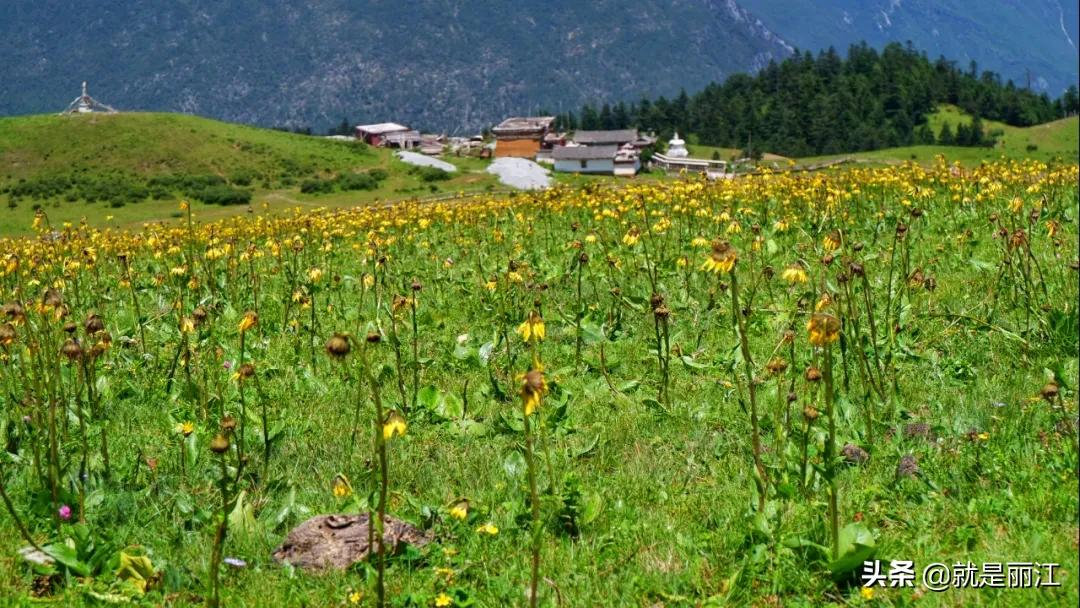 可持续发展路径如何在2023年做好生态环境保护与养殖并进