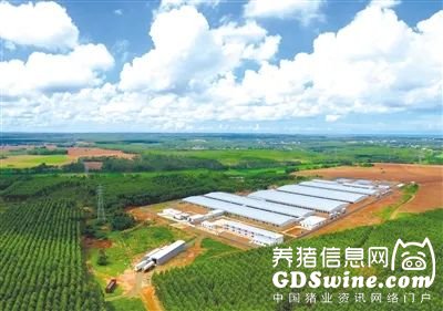 一树之主国槐成为房地产开发中的焦点树种