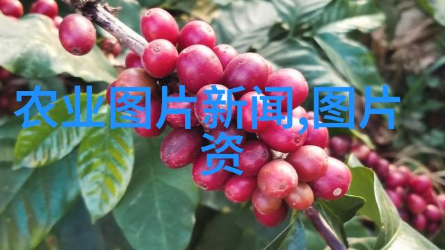 四棱豆古老的药用植物与现代研究的新发现