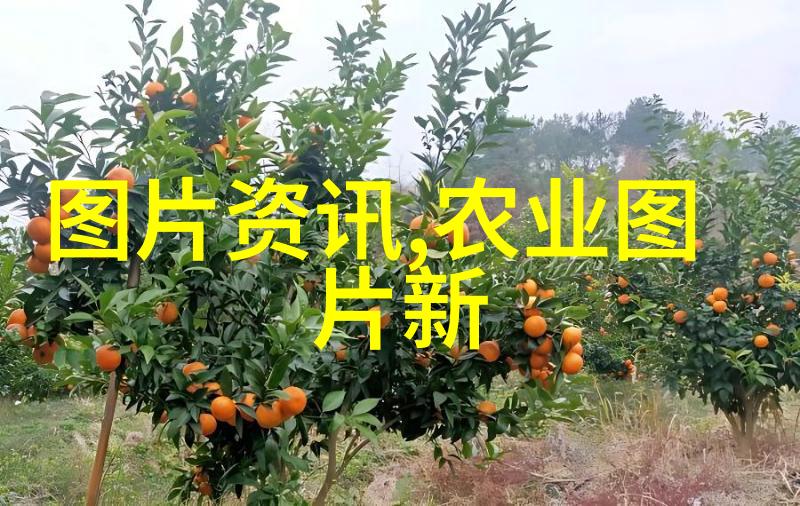 花园里的美丽佳人色彩斑斓的盆栽花卉世界