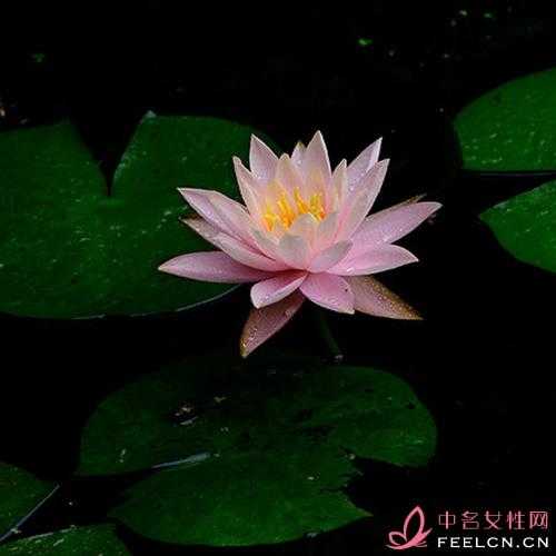 农村常见60种野生中草药有机花土直接种植是否可行