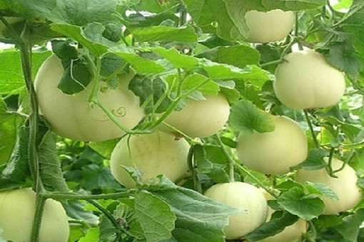 南美白对虾养殖技术全解析从种苗选择到后期管理的完整指南