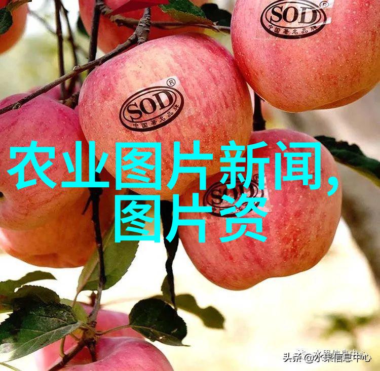 最近的蔬菜批发市场在哪里-寻找新鲜蔬菜的最佳途径揭秘最近蔬菜批发市场的地理位置与购物攻略