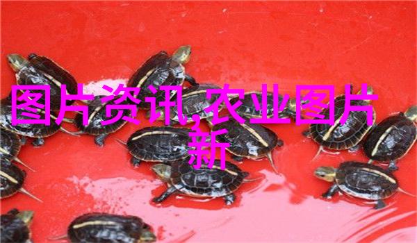 农村种植收入最快的选项高效果蔬种植业