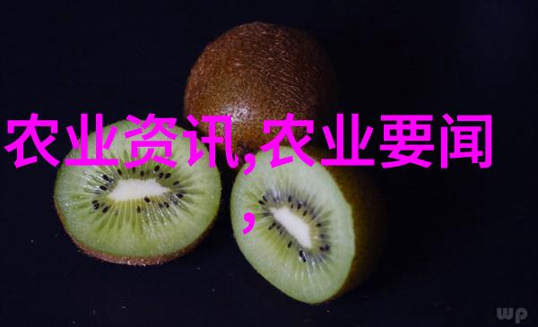 欧洲菊苣我在欧洲田野里的菊苣采摘日记