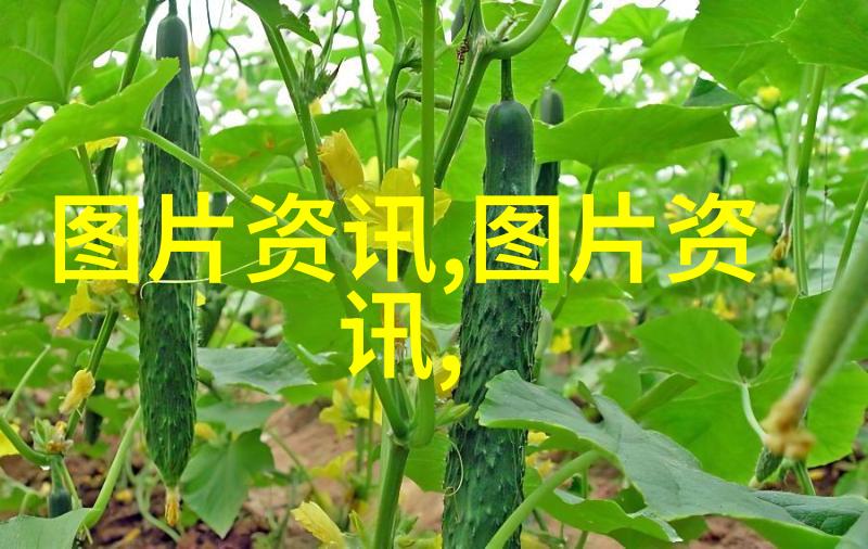 放蜂箱在室内角落是否能增加蜜蜂的活动