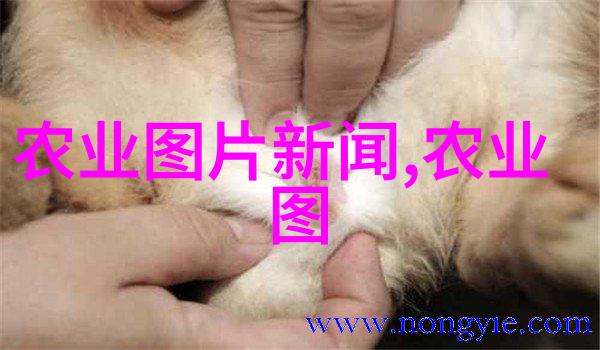 畜禽用药饲料禁忌