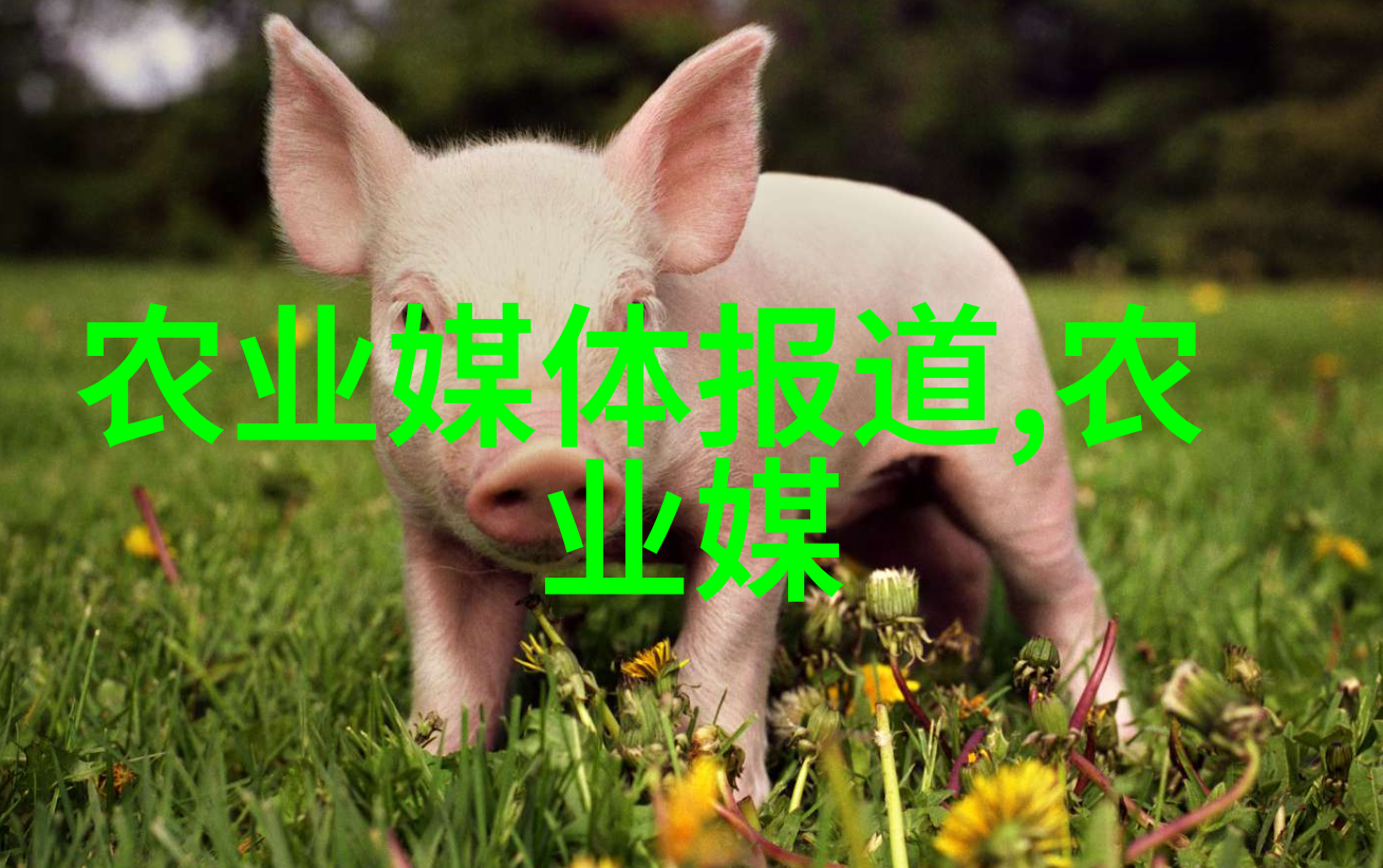 建大棚省钱秘籍西葫芦冬季精准育苗法