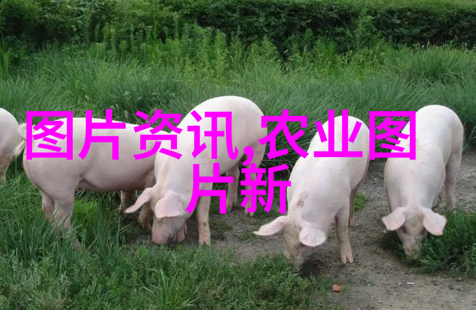 乡村的秘密交易二手农机网背后的谜团