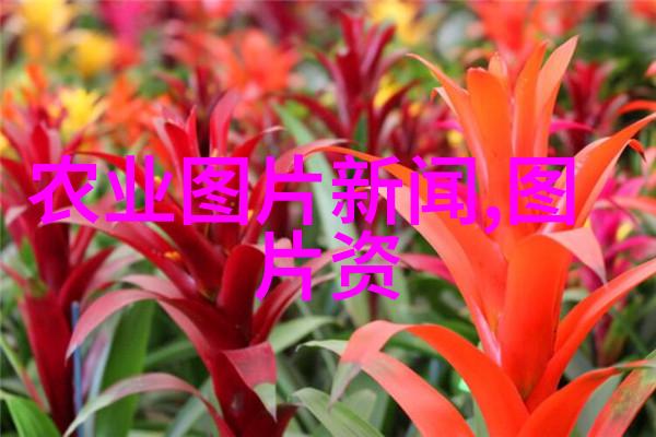 草本精华揭秘速段中药材的种植艺术