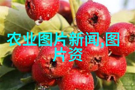 苗圃文化探索传统与现代的融合之美