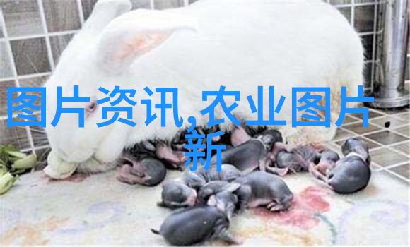 花开富贵种植不累掌握这些花卉种植技巧让你笑傻了