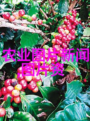 热带风情下的金钱树海南哪些作物最赚钱