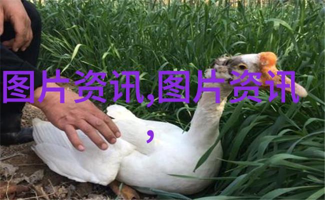 民法典的全面覆盖从权利到义务构建和谐社会的法律基石