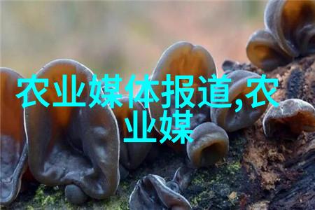 蜂蜜的秘密掌握养蜂技巧共赴甜蜜之旅