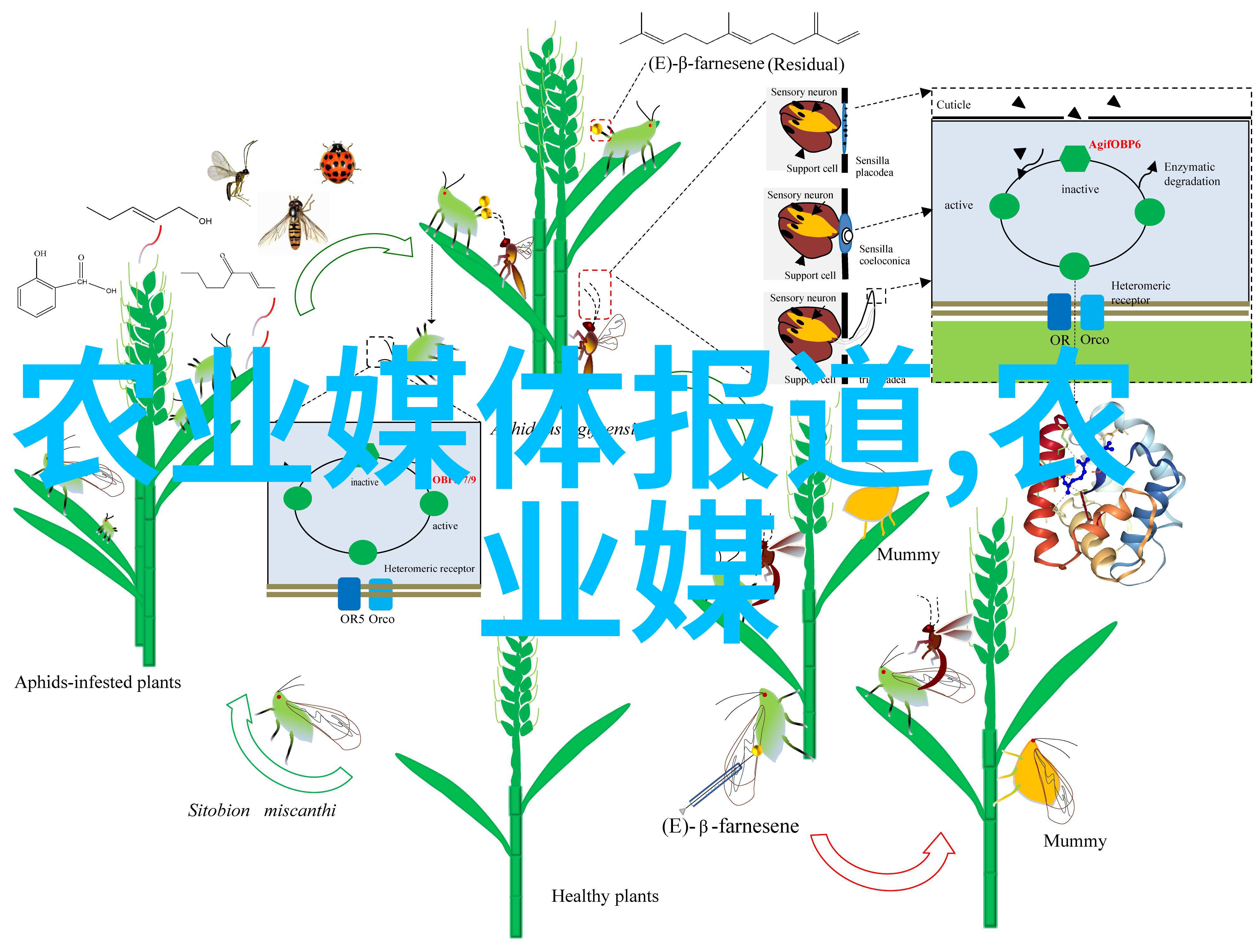 温室大棚育苗培育技术我来教你怎么在家就能种出超级健康的蔬菜