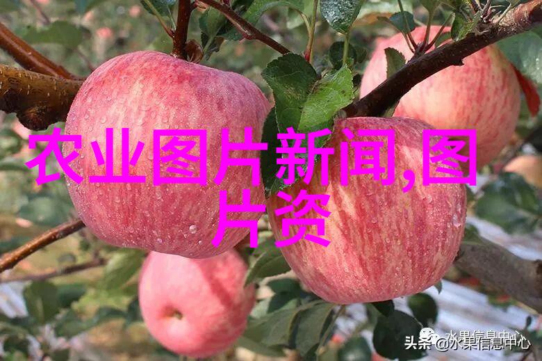 什么是高效节能的温带地区适宜的地面覆盖材料与方式