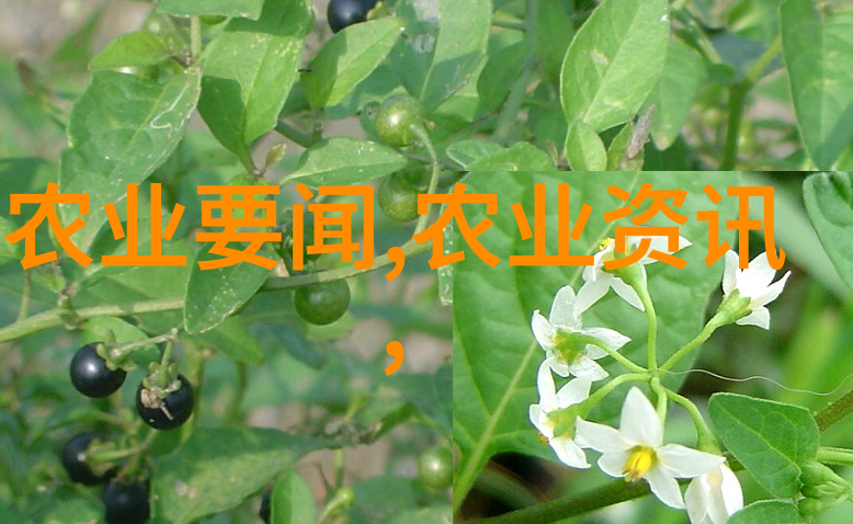 家园水果栽培学选择适宜家庭环境的优质水果品种与养护技术