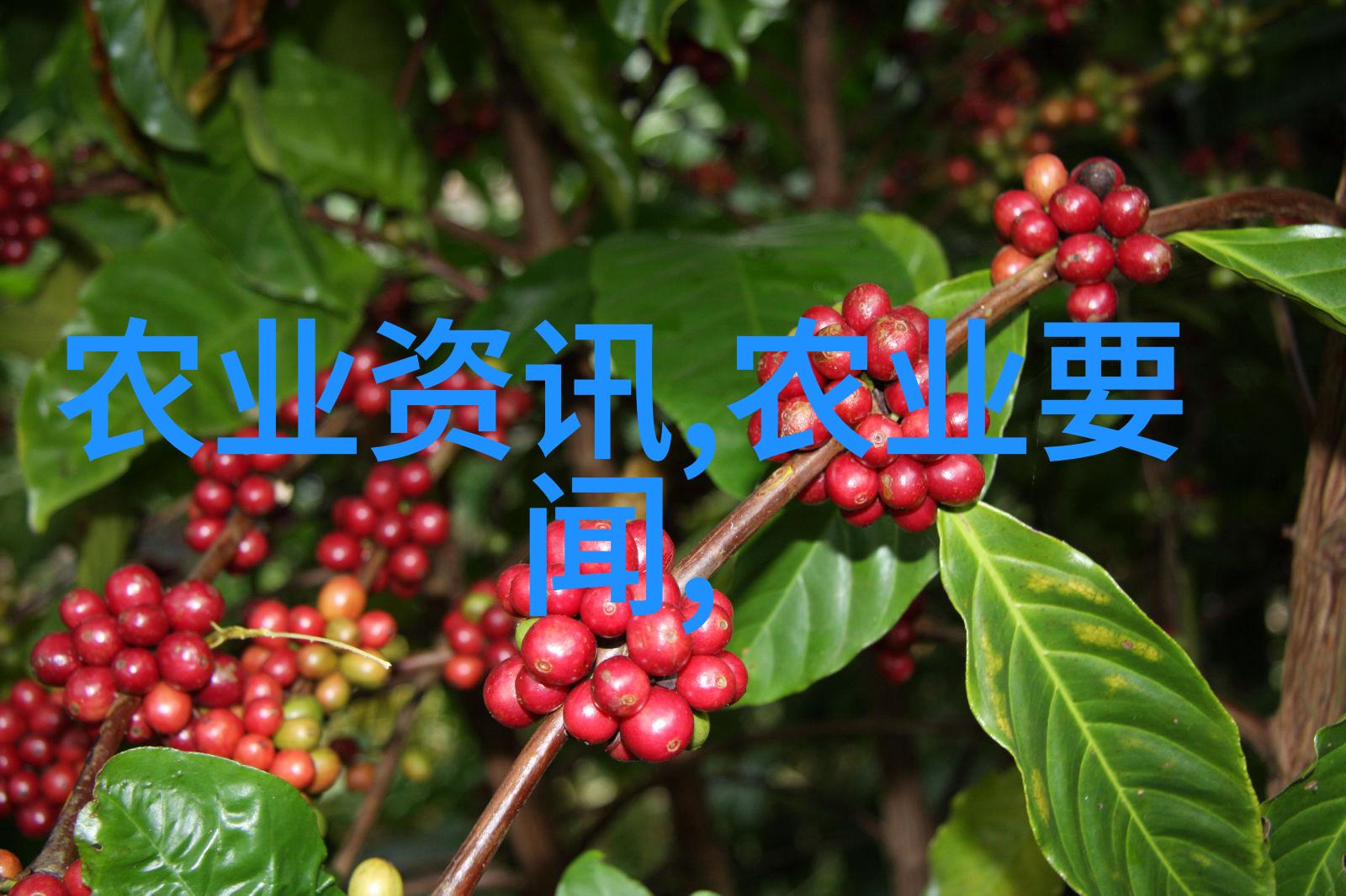 冬季养蜂技术和管理-御寒守温精细操作的冬季养蜂艺术
