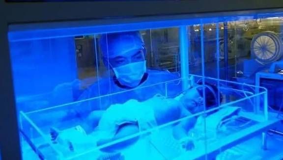 农村养殖的黄金选择兼顾经济效益与生态可持续的动物和植物种类