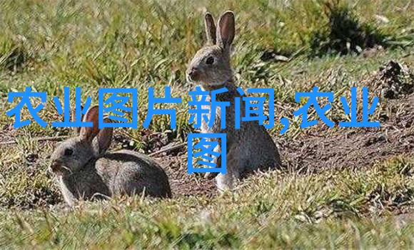 茶叶之美女性饮用习惯与身心健康的关系