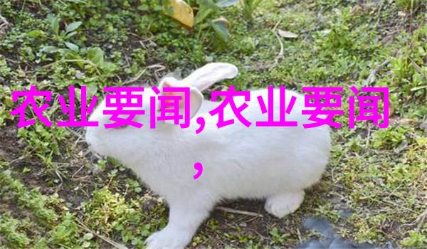 18公分五角枫价格探索小巧美丽的园艺宝石
