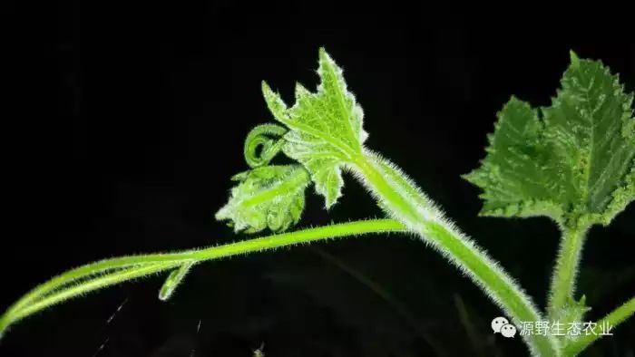 有什么是不能给养在家里的小猪吃的尤其是那些常见于户外的小花木片