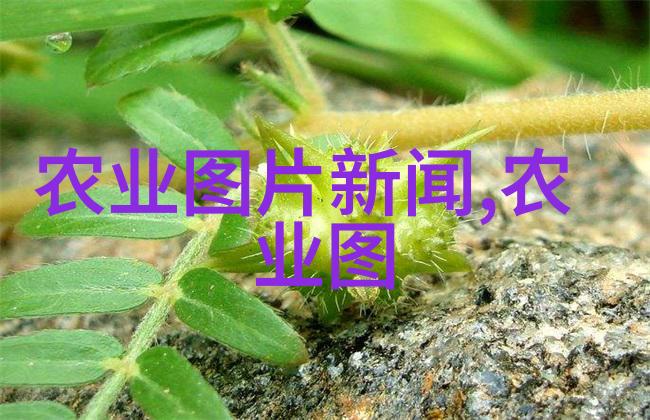 中药材最贵的前5名我来告诉你哪些药材让钱包发抖