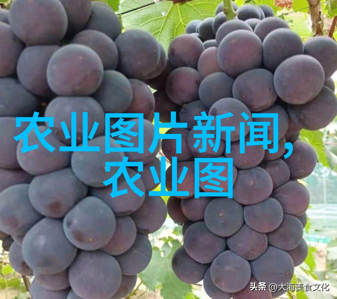 蔬菜的新鲜味道追踪最热门的批发市场秘密地图